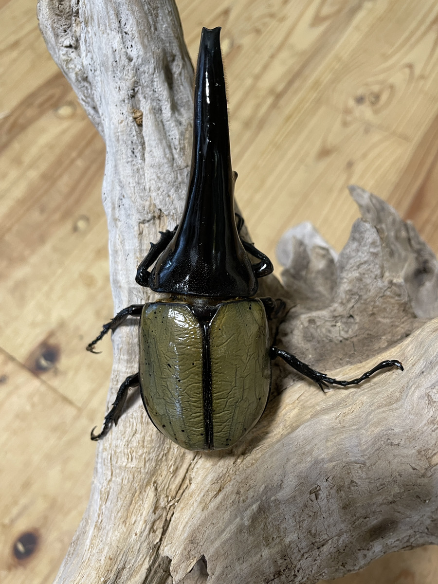 4/13まで 大型 ヘラクレスオオカブト ペア ♂160mm ♀73mm DH